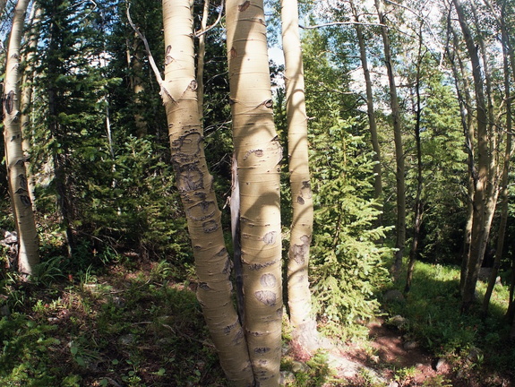 Baker Gulch Trail